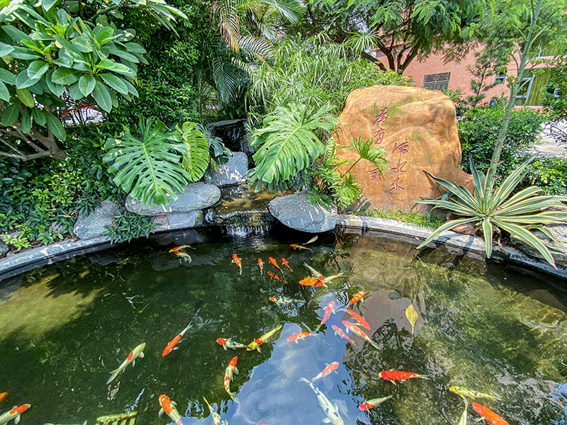 學(xué)校魚(yú)池