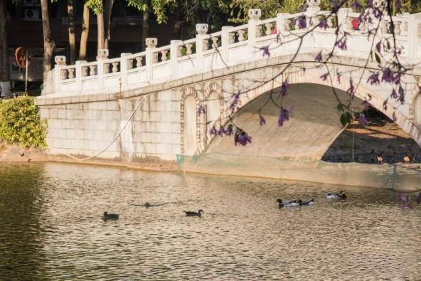 學校景觀——情人湖