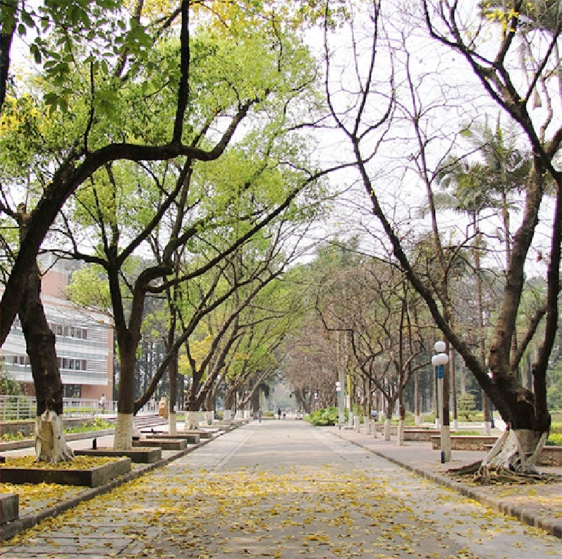 林蔭道路
